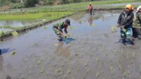 Babinsa Koramil 1601-01/Lewa Bantu Petani Tanam Padi Dukung Ketahanan Pangan