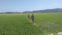 Babinsa Koramil 05/Waingapu Dampingi Petani Lakukan Penyemprotan Tanaman Padi di Mauliru