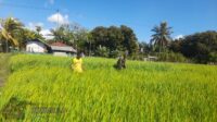 Dukung Ketahanan Pangan, Babinsa Koramil 02/Rindi Umalulu Pantau Pertumbuhan Padi di Desa Wanga