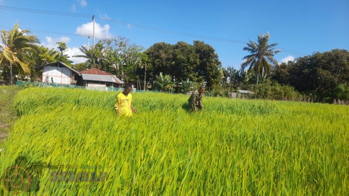 Dukung Ketahanan Pangan, Babinsa Koramil 02/Rindi Umalulu Pantau Pertumbuhan Padi di Desa Wanga
