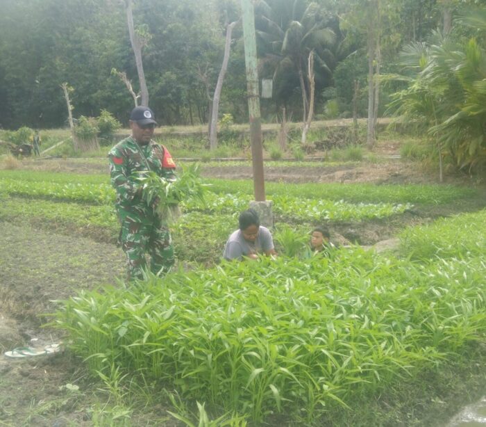 Panen Sayur di Mauliru, Babinsa Turun Sawah Dorong Warga Gerakkan Ekonomi Keluarga