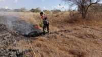 Gerak Cepat Babinsa Koramil 1601-02/Rindi Bersama Warga Padamkan Kebakaran Padang di Embu Laepeha