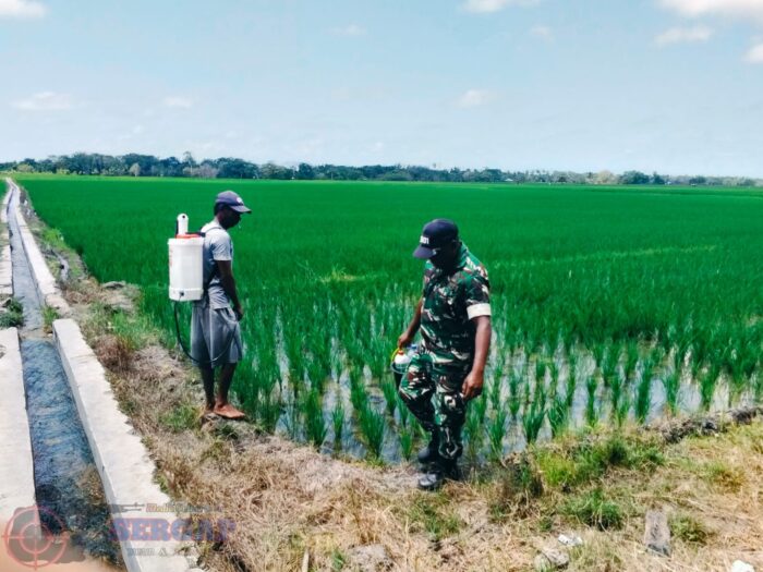 Hama Serang Padi di Ngalu, Babinsa Turun Tangan Selamatkan Tanaman Petani