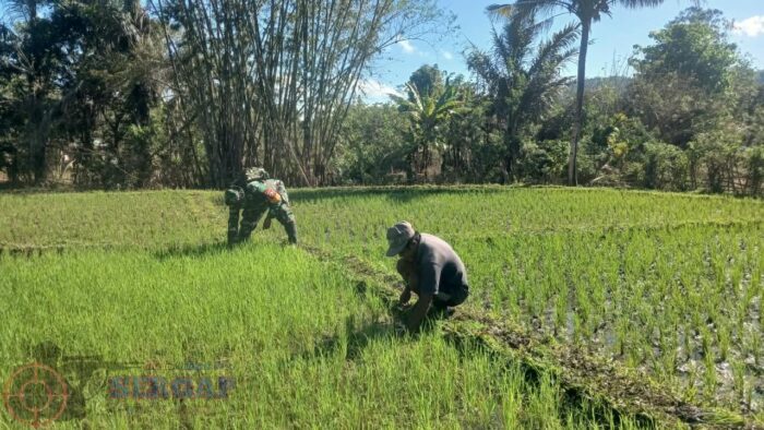 Ketahanan Pangan Diuji dari Lahan, Babinsa Tabundung Dampingi Petani
