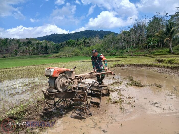 Hari Libur Bukan Alasan, Babinsa Tabundung Bantu Petani Tanam Padi