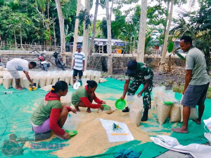 Ketahanan Pangan Dimulai dari Benih, Babinsa Pahunga Lodu Kawal Petani