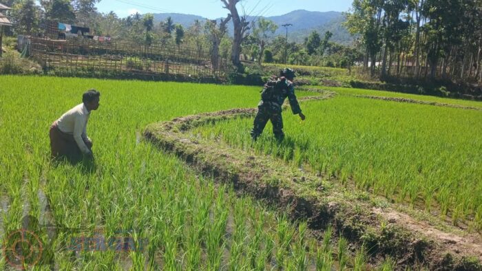 Jangan Biarkan Gulma Kuasai Sawah, Babinsa Tabundung Dampingi Petani
