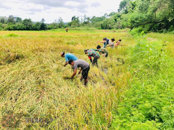 Dukung Ketahanan Pangan, Babinsa Karera Bantu Petani Panen Padi di Desa Nangga
