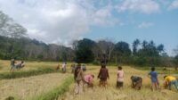 Panen Padi di Nggongi, Babinsa Karera Dorong Petani Pertahankan Gotong Royong