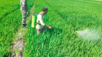 Babinsa Pahunga Lodu Turun ke Sawah, Dampingi Petani Rawat Tanaman Padi