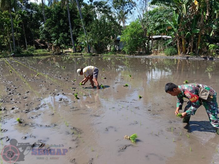 Babinsa Waingapu Dampingi Warga Tanam Padi, Dukung Ketahanan Pangan Nasional