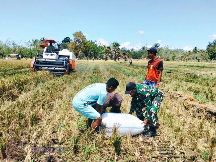 Panen Lebih Efisien, Babinsa Dampingi Petani Mbaha Eti Gunakan Mesin Panen