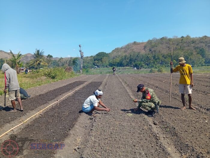Dukung Swasembada Pangan, Babinsa Waingapu Dampingi Warga Tanam Bawang Merah