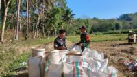 Dukung Ketahanan Pangan, Babinsa Koramil 04/Tabundung Bantu Petani Isi Padi ke Dalam Karung Usai Panen