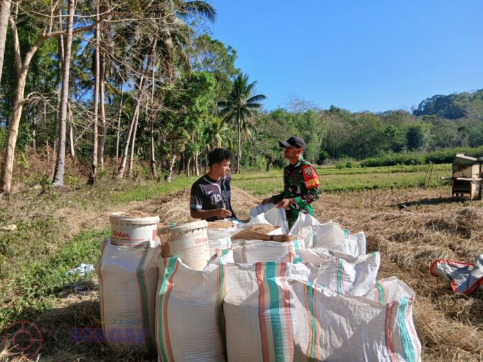 Dukung Ketahanan Pangan, Babinsa Koramil 04/Tabundung Bantu Petani Isi Padi ke Dalam Karung Usai Panen