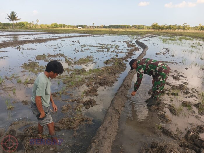 Dukung Ketahanan Pangan, Babinsa Koramil 03/Pahunga Lodu Bantu Petani Buat Pematang Sawah