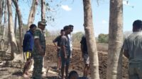 Dukung Ketahanan Pangan, Babinsa Lewa Bantu Petani Olah Lahan Kering