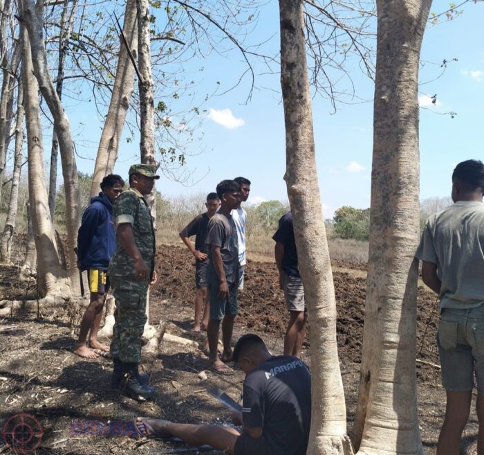 Dukung Ketahanan Pangan, Babinsa Lewa Bantu Petani Olah Lahan Kering