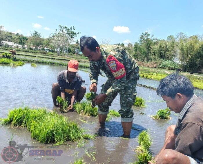 Pererat Kemanunggalan TNI dan Rakyat, Babinsa Lewa Dukung Aktivitas Petani
