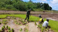 Percepat Masa Tanam, Babinsa Lewa Dampingi Petani Cabut Bibit Padi di Desa Persiapan Kambumoru