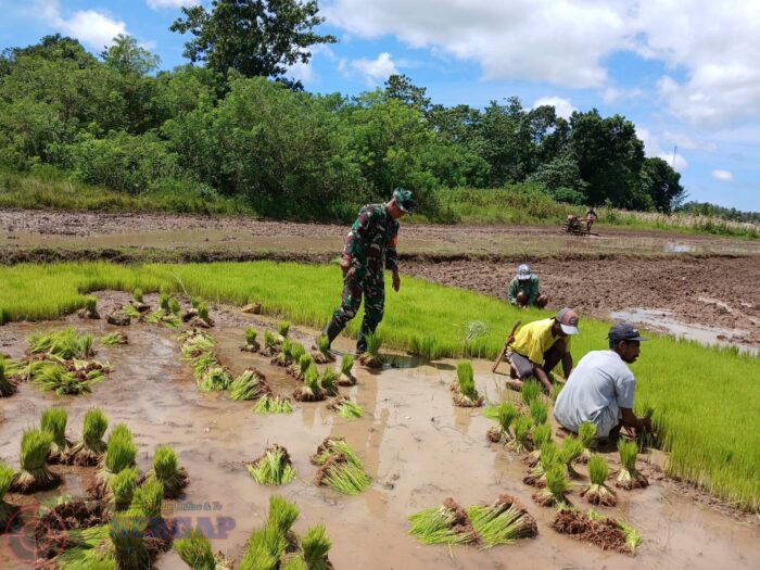 Percepat Masa Tanam, Babinsa Lewa Dampingi Petani Cabut Bibit Padi di Desa Persiapan Kambumoru