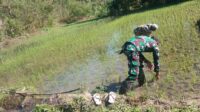 Tak Kenal Hari Libur, Babinsa Koramil 04/Tabundung Dampingi Petani Lakukan Penyulaman Padi