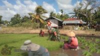 Patroli Wilayah, Babinsa Koramil 02/Rindi Umalulu Bantu Petani Cabut Bibit Padi