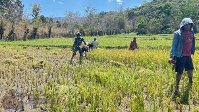 Wujud Kepedulian terhadap Petani, Babinsa Karera Bantu Warga Panen Padi