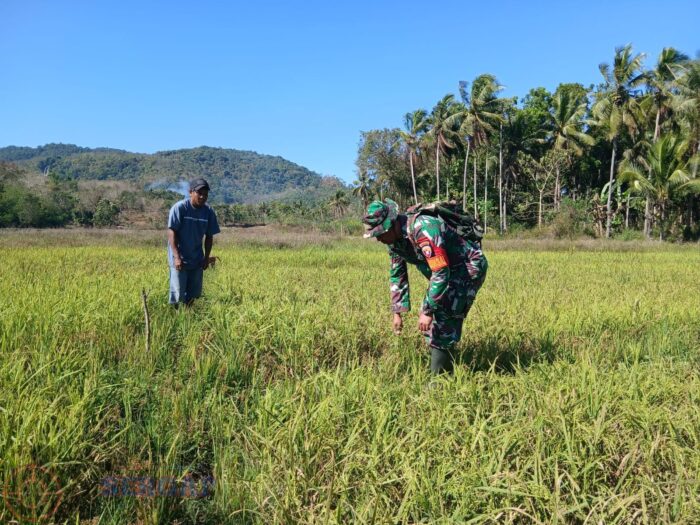 Peduli Petani, Babinsa Koramil 04/Tabundung Cek Tanaman Padi yang Mulai Menguning