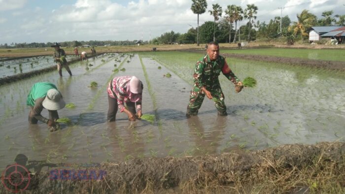 Tak Kenal Hari Libur, Babinsa Rindi Umalulu Bantu Petani Tanam Padi di Desa Wanga