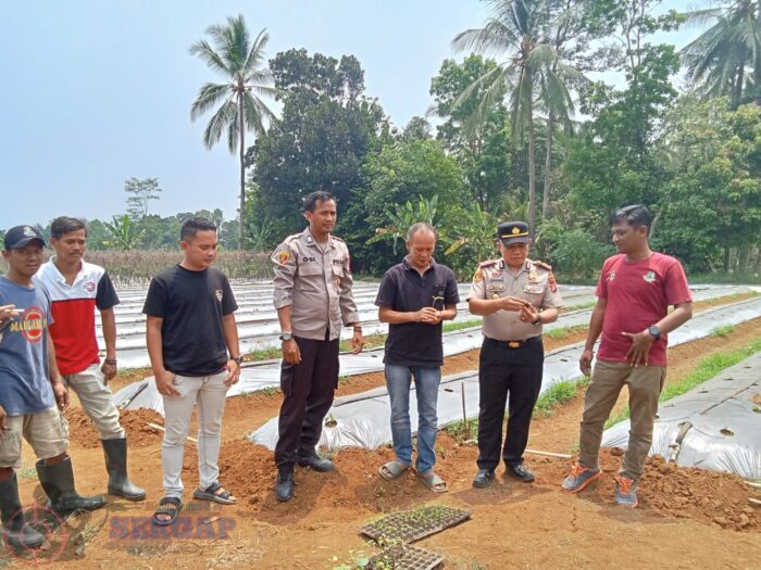 Polsek Pulosari dukung program polri penanaman cabay dan terong ketahanan pangan di desa sukaraja.poktan sinar