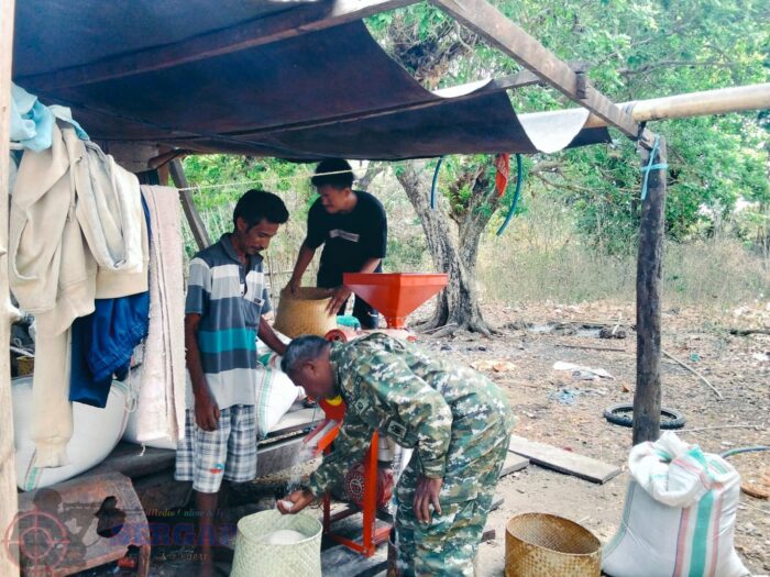 Dukung Ketahanan Pangan, Babinsa Koramil 03/Pahunga Lodu Dampingi Petani dari Tanam hingga Giling Padi