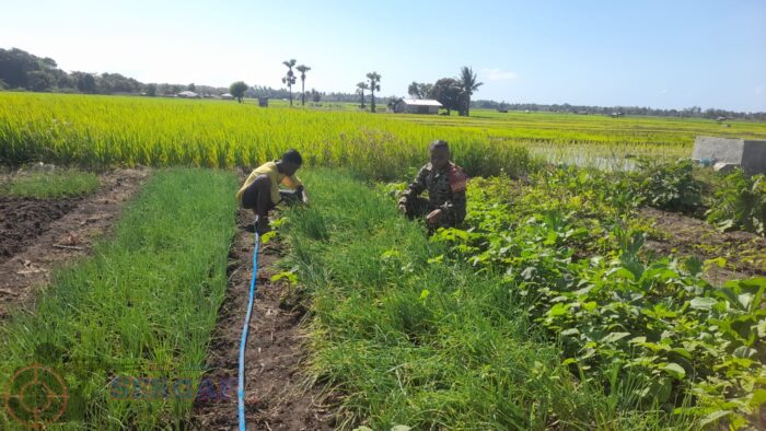 Tak Kenal Hari Libur, Babinsa Koramil 02/Umalulu Pantau Tanaman Sayur di Desa Wanga