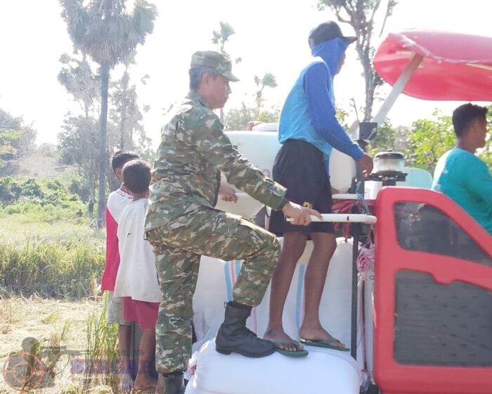 Perkuat Ketahanan Pangan, TNI Dampingi Petani hingga Masa Panen