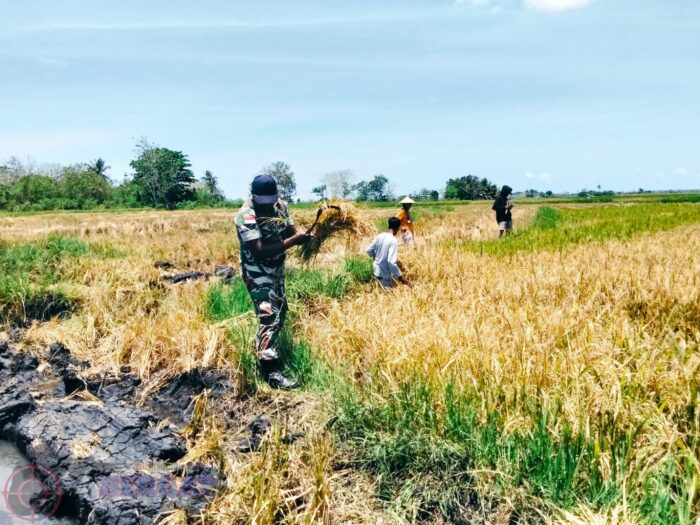 Panen Padi di Tanamanang, Babinsa Pahunga Lodu Dampingi Petani