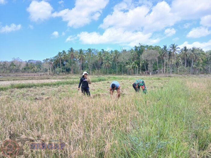 Dukung Ketahanan Pangan, Babinsa Koramil 04/Tabundung Bantu Petani Panen Padi