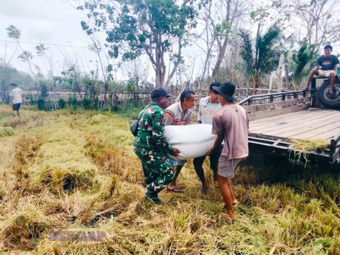 Gunakan Mesin Combine Harvester, Babinsa Pahunga Lodu Dampingi Petani Panen Padi