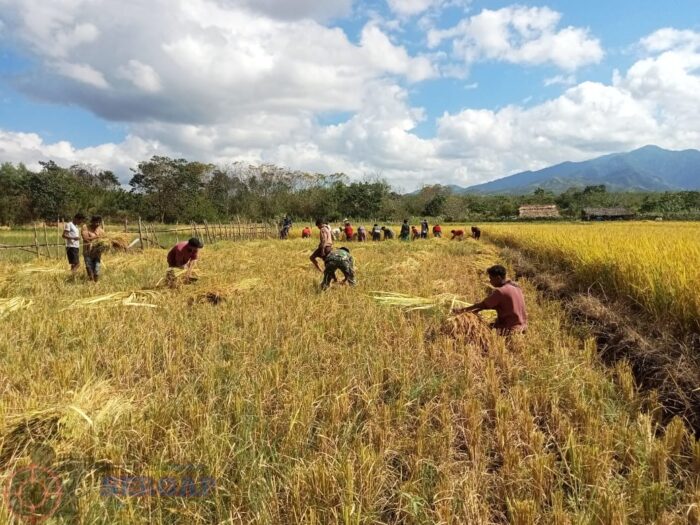 Dukung Produktivitas Pertanian, Babinsa Karera Bantu Panen Padi Milik Warga