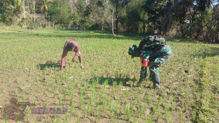 Jaga Produktivitas Pertanian, Babinsa Sumba Timur Turun ke Sawah