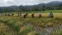Dukung Swasembada Pangan, TNI Dampingi Petani Panen Padi di Sumba Timur