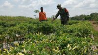 TNI Dekat dengan Petani, Sertu I Nengah Suardiasa Pantau Tanaman Pangan di Padanjara