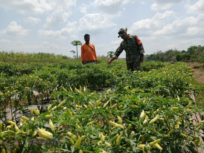 TNI Dekat dengan Petani, Sertu I Nengah Suardiasa Pantau Tanaman Pangan di Padanjara